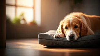 Urban Weekends Feel Better With Pet Cafés