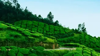 Planning a November Break? How Munnar and Ooty Compare for South Indian Travellers