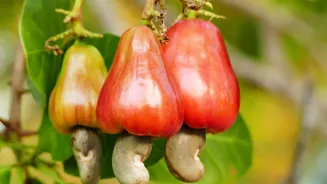Suco de caju: Conheça os benefícios nutricionais e a quantidade ideal de calorias por copo