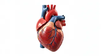 Cardiovascular Disease Risks in Women: A Growing Concern