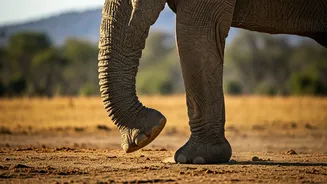 The Amazing Reason Why Elephants Can't Jump: A Biological Marvel