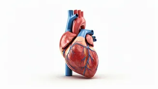 7 Heart-Healthy Exercises: Move for Your Heart!