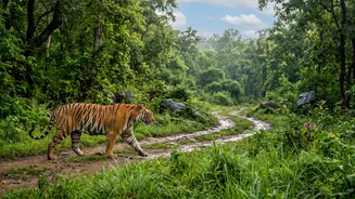 Early-season landscapes can remain lush Is Central To The Many Indian tiger-reserve safari gates reopen in October after the monsoon Story