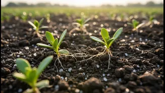New Clues Emerge For Restoring Salty Agricultural Land