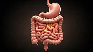 Your Dinner Clock: Why Consistency Beats a Strict 6 PM Rule for Digestion