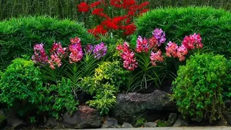 African Jasmine Plant Uses Puts Decorative Flowers in a Garden Setting in Focus