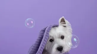 Monsoon Paw Care Protocol Ensures Urban Dogs Stay Free From Fungal Infections After Rainy Outings