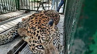 Indore News: Injured Leopard Denied Treatment, Tension Between Forest Department & Kamla Nehru Zoo Staff