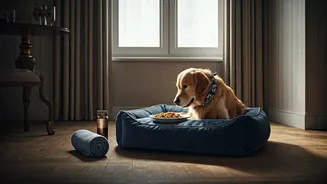 Hotels Are Turning Pet Services Into Selling Points