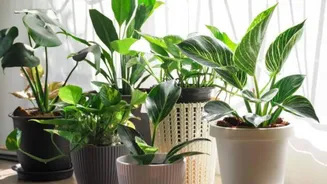 How to use sunlight timers for indoor plants