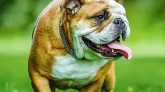 Veterinarians Share Practical Ways To Protect Pets During Monsoon Walks