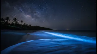 Why marine science data helps predict next occurrence of glowing blue beaches