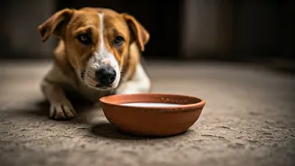 Compassion in Action: Man Shares Sacred Milk Offering with a Street Dog