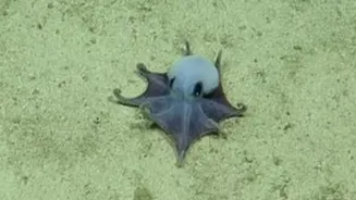 Polvo azul é descoberto vivendo nas profundezas do Oceano Pacífico