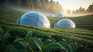 Misty Geodesic Pods Tucked Inside Tea Gardens Redefine