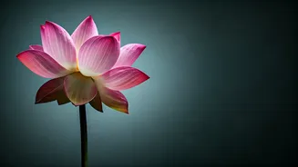 Burnout in India: The Workplace Struggle