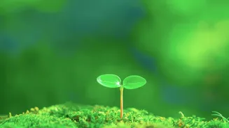 The 186-Species Seed-Dispersal Study: Unexpected Animals Helping Forests Regenerate Explained
