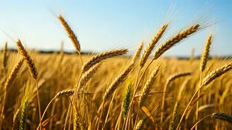 Agriculture's Role in Curbing Food Inflation