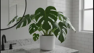 Humidity Is Great For These Indoor Plants