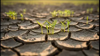 Indian Farms Need This Salinity Research Decode