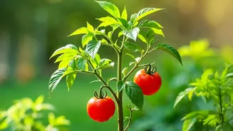 The Start of August Sowing Gives Home Gardeners a Reason to Review Container Depth