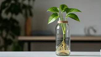 Turn Clear Glass Bottles Into Elegant Workstation Money Plant Vessels