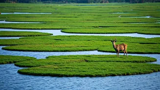 Loktak Lake: Manipur's Floating Wonder and Home to the Elusive Sangai Deer