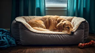 Cosy Corners Are Becoming Monsoon Pet Essentials