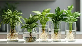 Indoor Plants Without Soil Are Surprisingly Tempting