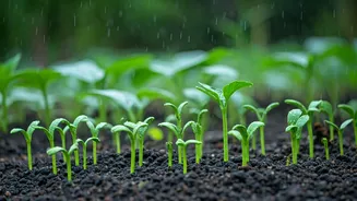 Kitchen Garden Goals? Grow These Monsoon Vegetables