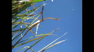 Satellite Data Optimizes Sugarcane Irrigation in India