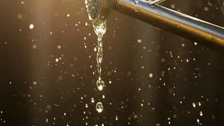 The Start of August Sowing Brings Drainage and Sunlight into August Seed Selection