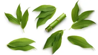 5 amazing health benefits of bamboo leaves