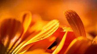 Marigold Petals Could Add Protein And Fibre