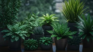 Rain-Friendly Greens Make Balcony Care Less Stressful