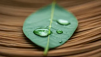 DIY Camphor Hair Oil: Your Secret to Cooler Scalp & Faster Hair Growth This Summer!