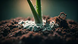 Fungus Thrives When Pots Stay Too Damp