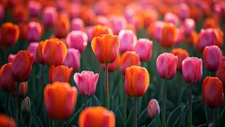 Srinagar's Tulip Garden Blooms with Hope: A Therapeutic Escape for Young Cancer Warriors