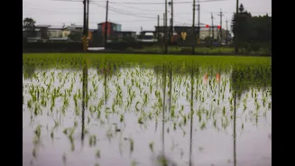 How Monsoon Rains Impact Vegetable Prices in India