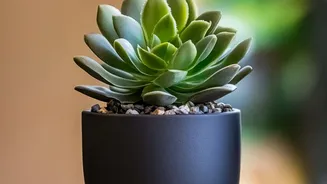 A New Decorative Pot Still Needs Suitable Drainage