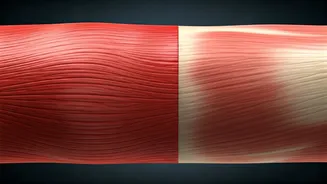 The Unraveling: What Happens to Your Muscles When You Take a Break from Exercise