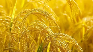 Understanding Rice Prices And Conflict With The Rule And Its Limits Clear