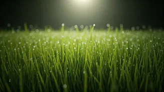 Walk Barefoot On Damp Lawn Grass For Instant Alignment