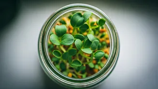 Effortless Fenugreek Sprouts: Grow Your Own Nutritional Boost at Home