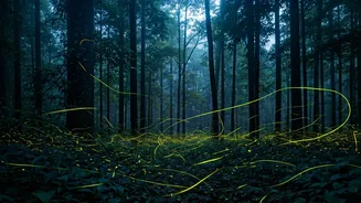 Firefly Trails Are Nature's Best Monsoon Surprise
