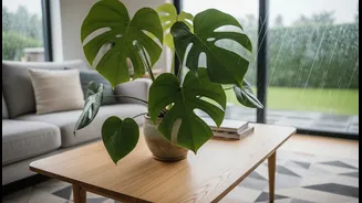 Freshen Up Your Home With Monsoon-Friendly Plants