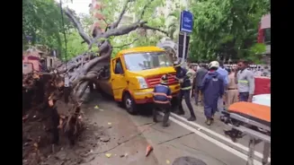 Over 1,100 In Just 6 Days: Mumbai's Tree Fall Count Surpasses Entire Monsoon Figures