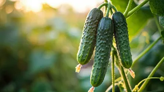 Cucumber Plants Make Summer Gardening Feel Fresh