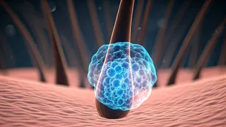 MCL-1 Protein: The Hair Regrowth Guardian Unveiled by Scientists