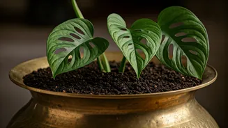 Upcycle Ancient Heavy Brass Vessels Into Statement Monstera Planters